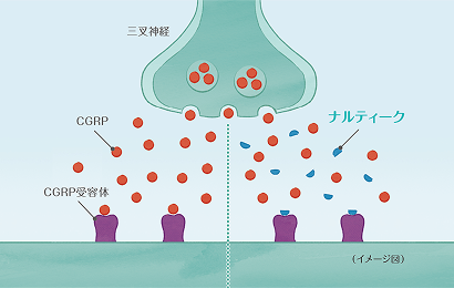 ナルティークのはたらき
